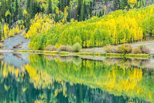Colorado-Gunnison National Forest Forest reflections in lake